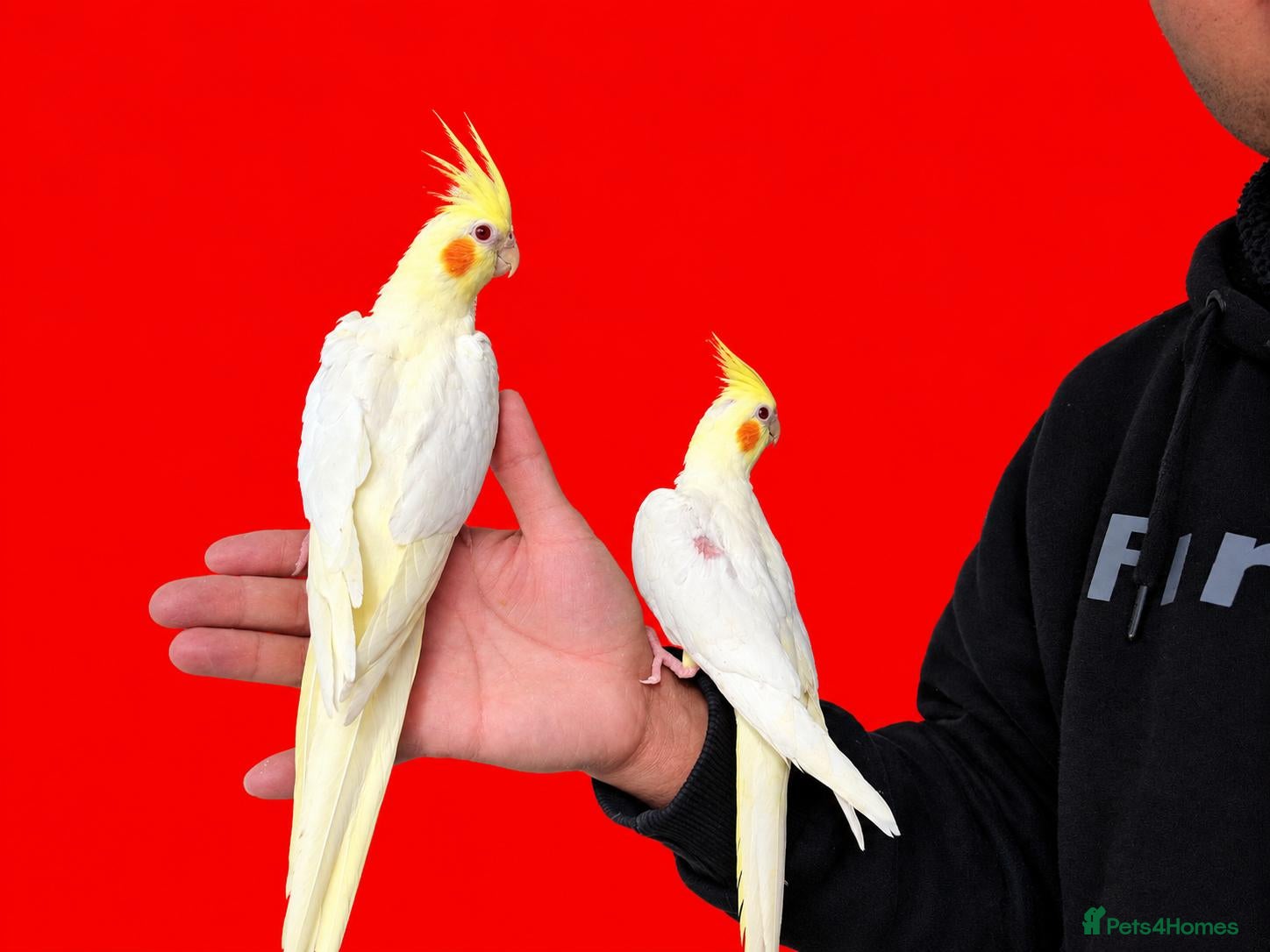 Cockatiels birds Super hand tamed baby cockatiel for sale - Advert 7