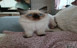 Ragdoll cats for sale: Ragdoll kitten 1 male left - Image 1