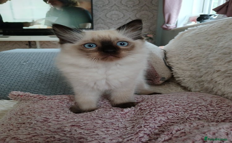 Ragdoll cats - Advert 6