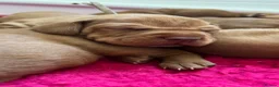 Hungarian Vizsla dogs for sale: EXCEPTIONAL HUNGARIAN VIZSLA PUPPIES in Sleaford - Advert 12