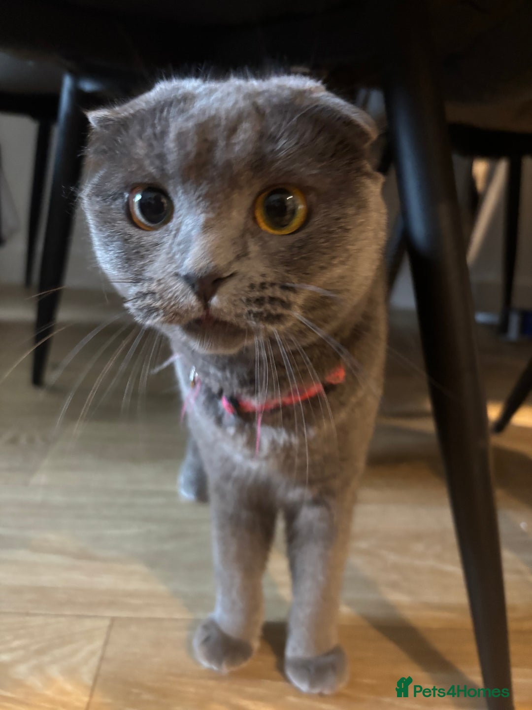 Scottish Fold cats for sale: Scottish fold cat - Advert 3