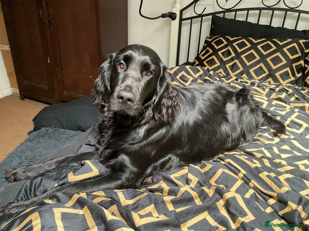 Flat coated Retriever dogs for sale: Flat coat retriever puppies for sale in Brighton - Advert 1