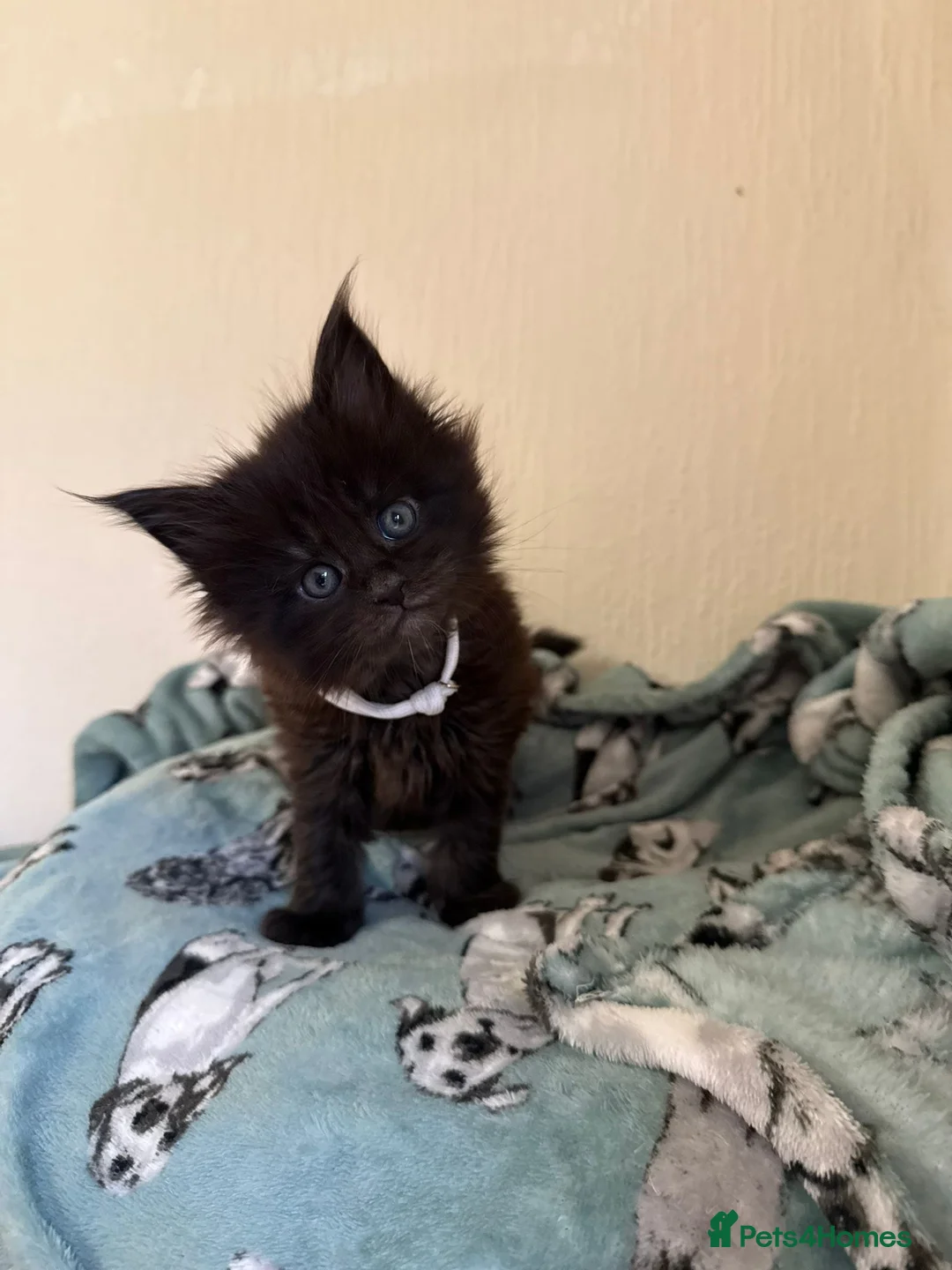 Maine Coon cats for sale: Pedigree Tica Russian Import line Maine Coons - Advert 34