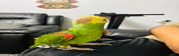 Parrots birds for sale: Yellow Headed Amazon in Stoke-on-Trent - Advert 4