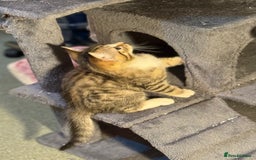 Mixed Breed cats for sale: Beautiful kitten available  - Image 6