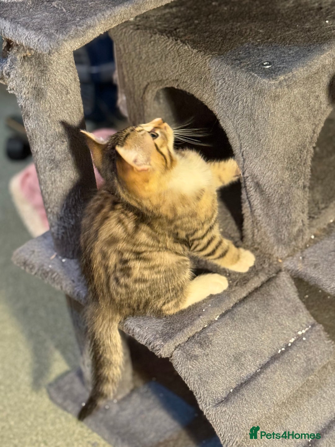 Mixed Breed cats for sale: Beautiful kitten available  - Image 6