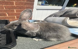 Mini Lop rabbits for sale: Mini lop babies  - Image 2
