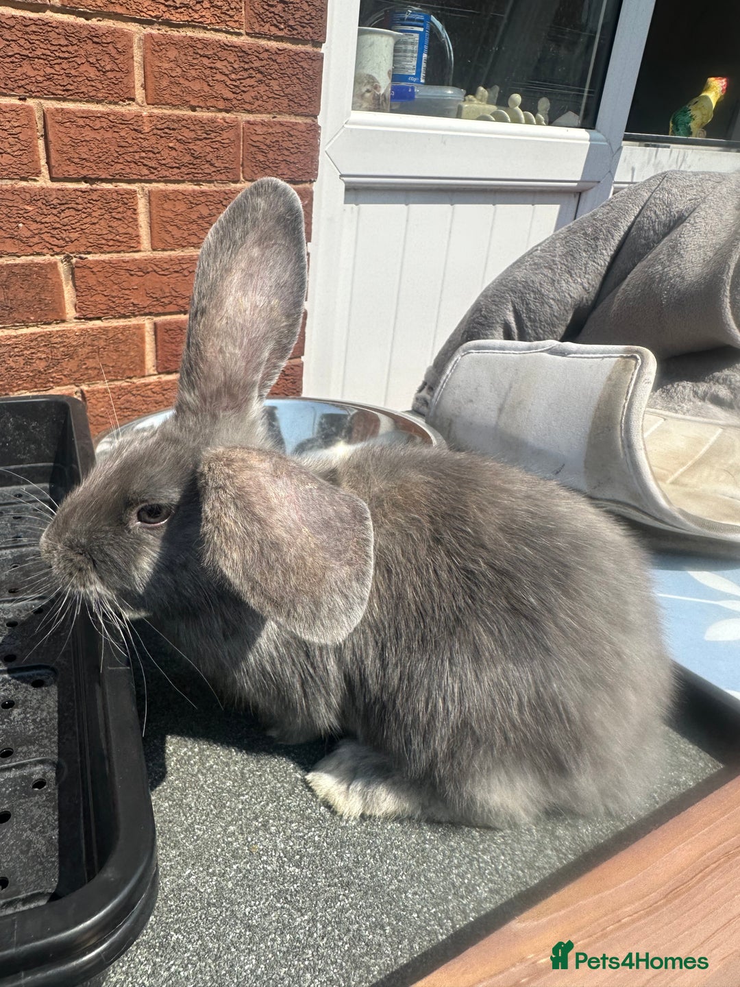 Mini Lop rabbits for sale: Mini lop babies  - Image 2