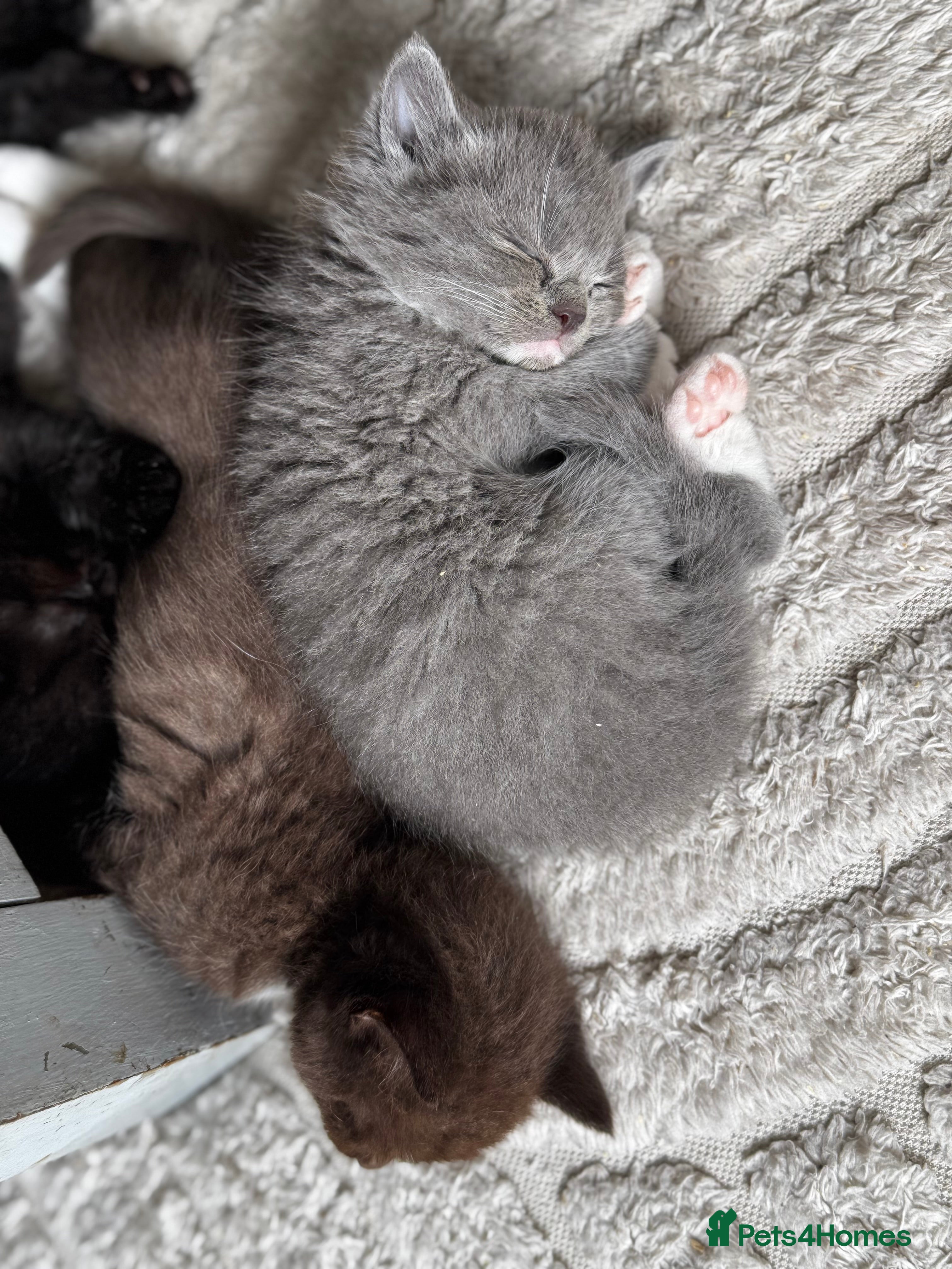 Ragdoll cats I have a beautiful litter of 5 kittens  - Advert 4