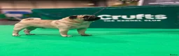 Pug dogs for stud: Quality fawn show pug for stud in Nottingham - Advert 2