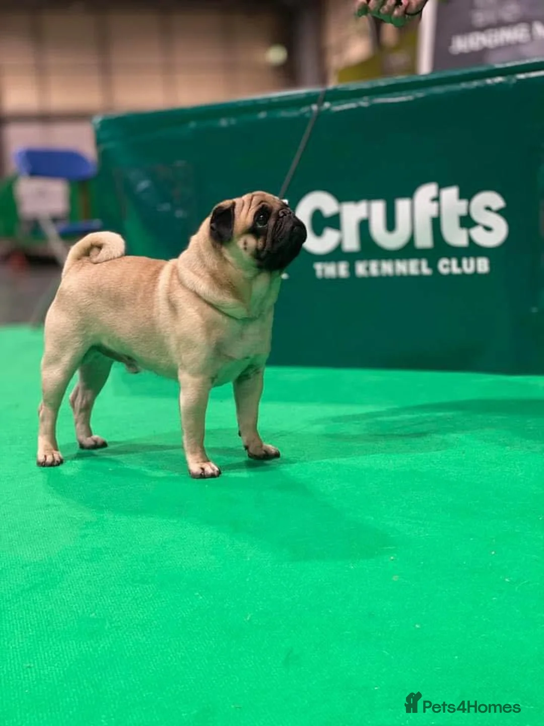 Pug dogs for stud: Quality fawn show pug for stud in Nottingham - Advert 2