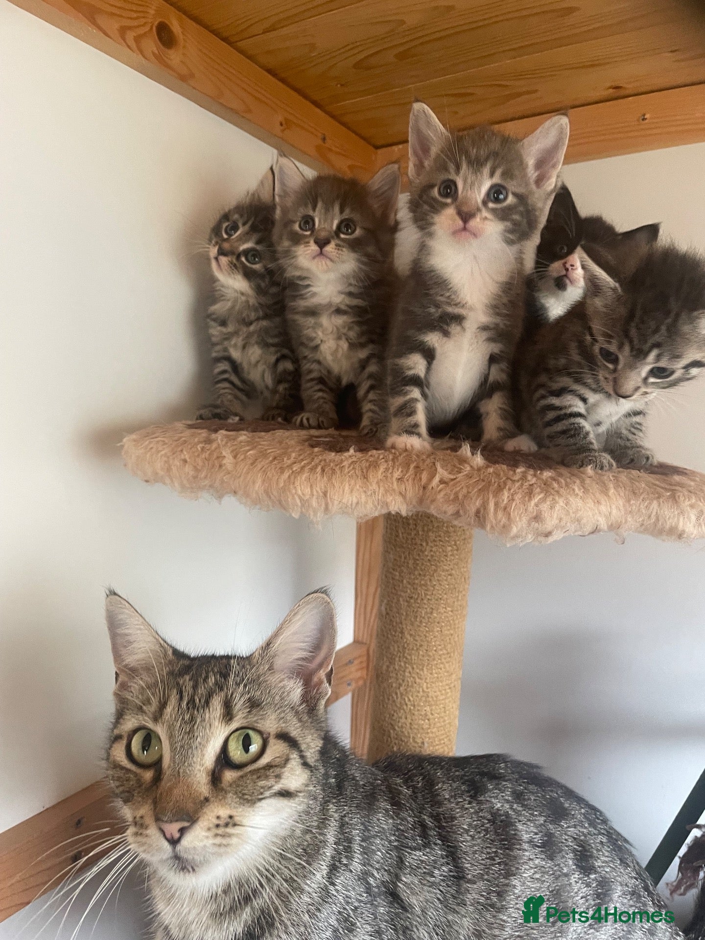 Mixed Breed cats The kittens are ready for new home  - Advert 1