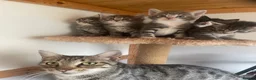 Mixed Breed cats for sale: The kittens are ready for new home  in London - Advert 1