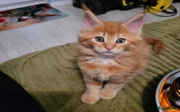 Maine Coon cats for sale: Maine Coon kittens for sale CF81  - Image 15