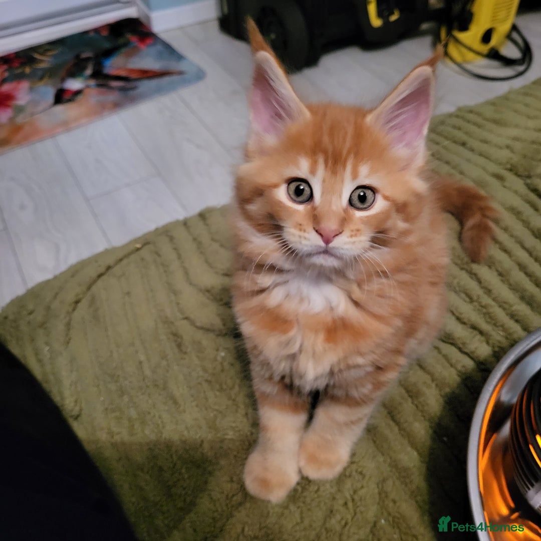 Maine Coon cats for sale: Maine Coon kittens for sale CF81  - Image 15