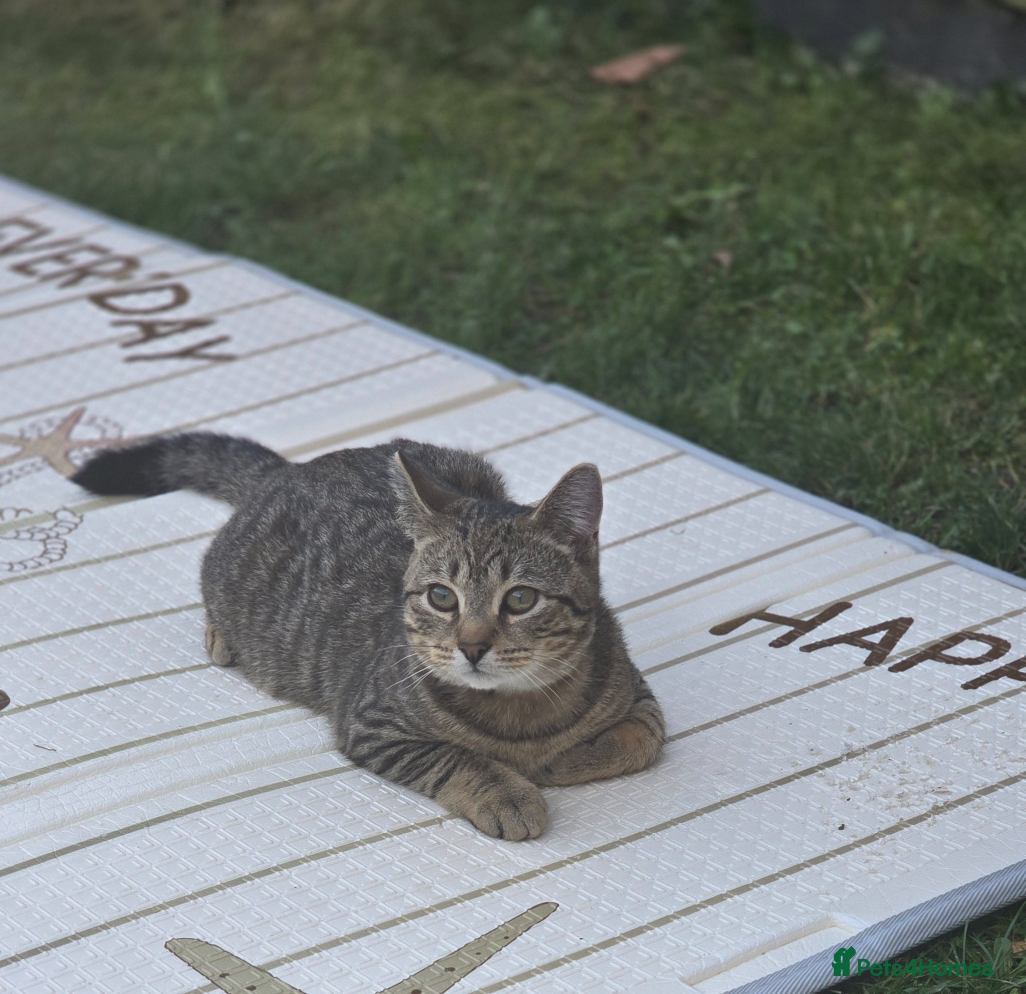 Scottish Fold cats 4 playful kittens - Advert 1