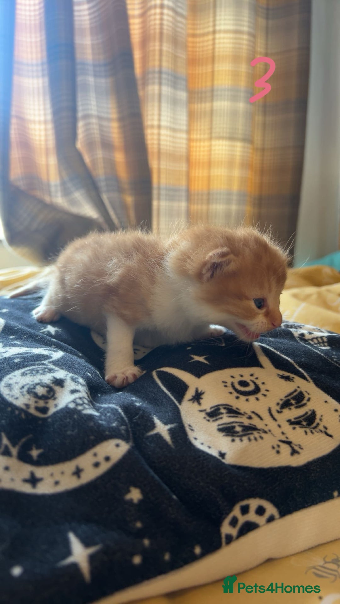 Maine Coon cats for sale: 1 GIRL / 5 BOYS - Image 11