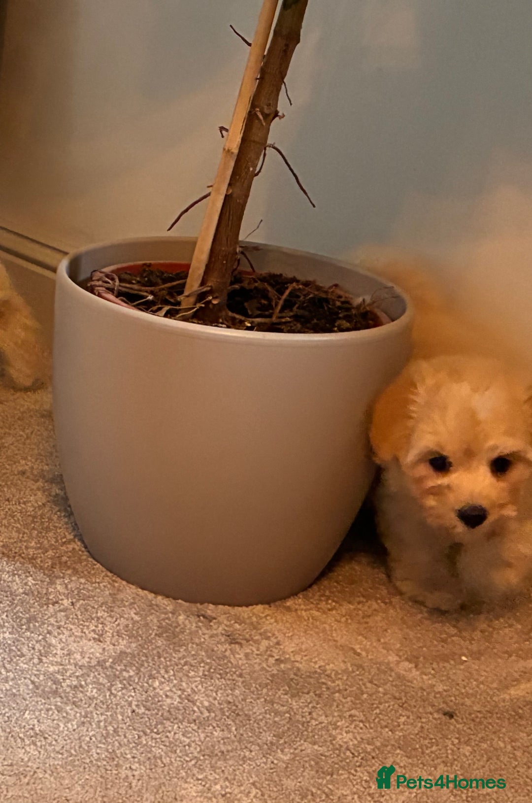 Poochon dogs for sale: *Stunning Poochon puppies* - Image 17