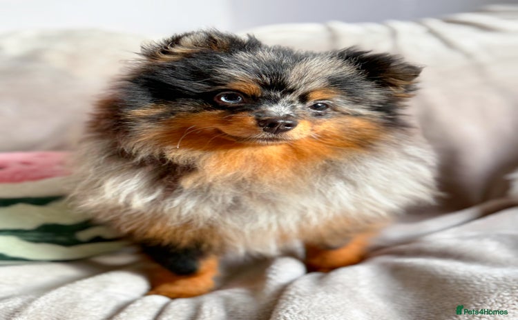 Pomeranian dogs - Advert 1