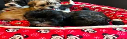 Shih Tzu dogs for sale: 4 Precious Fluffy Puppies in Leicester - Advert 9