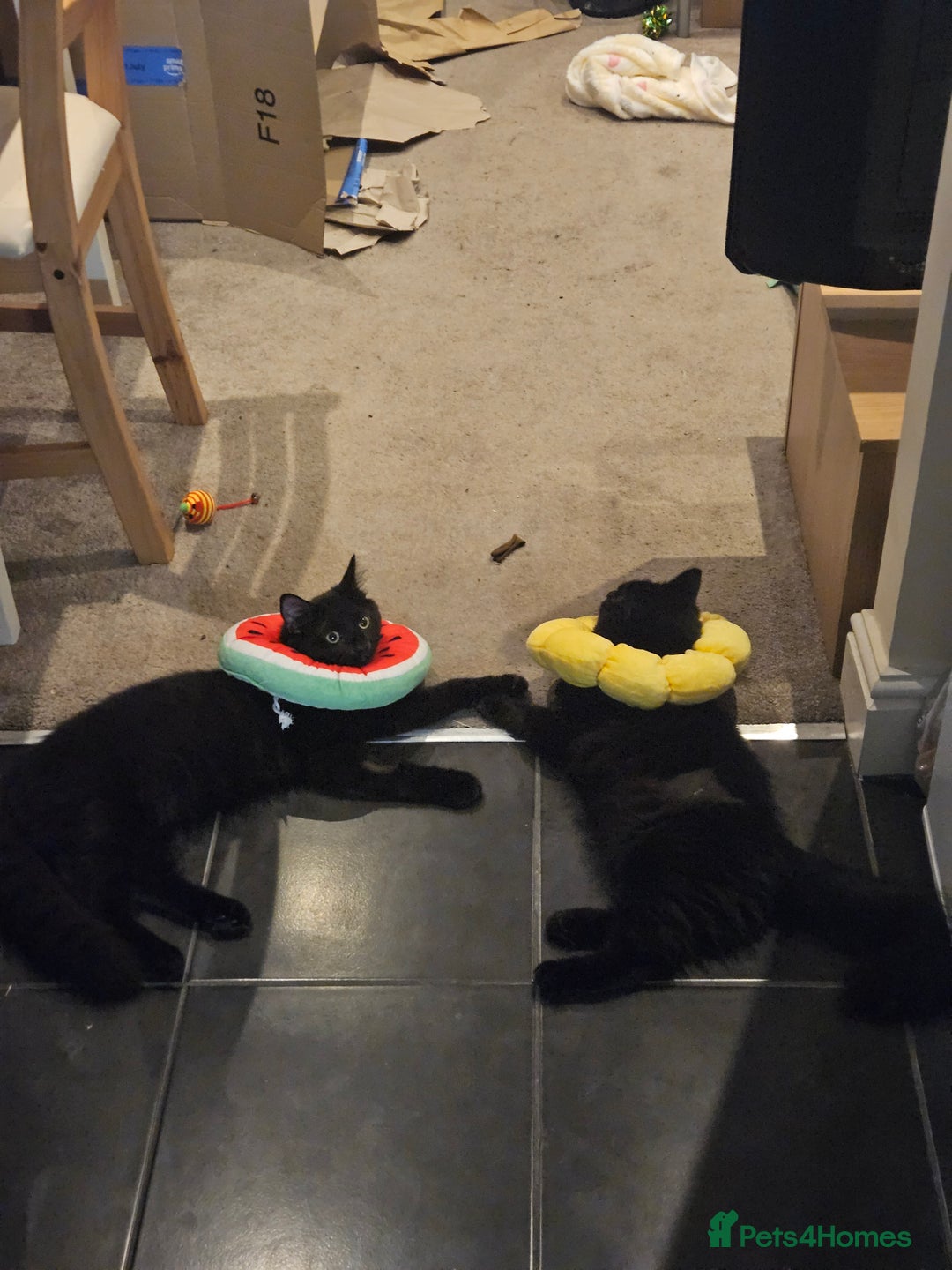 Ragdoll cats for sale: Brother & Sister 8month Ragdoll kittens for Home - Advert 13