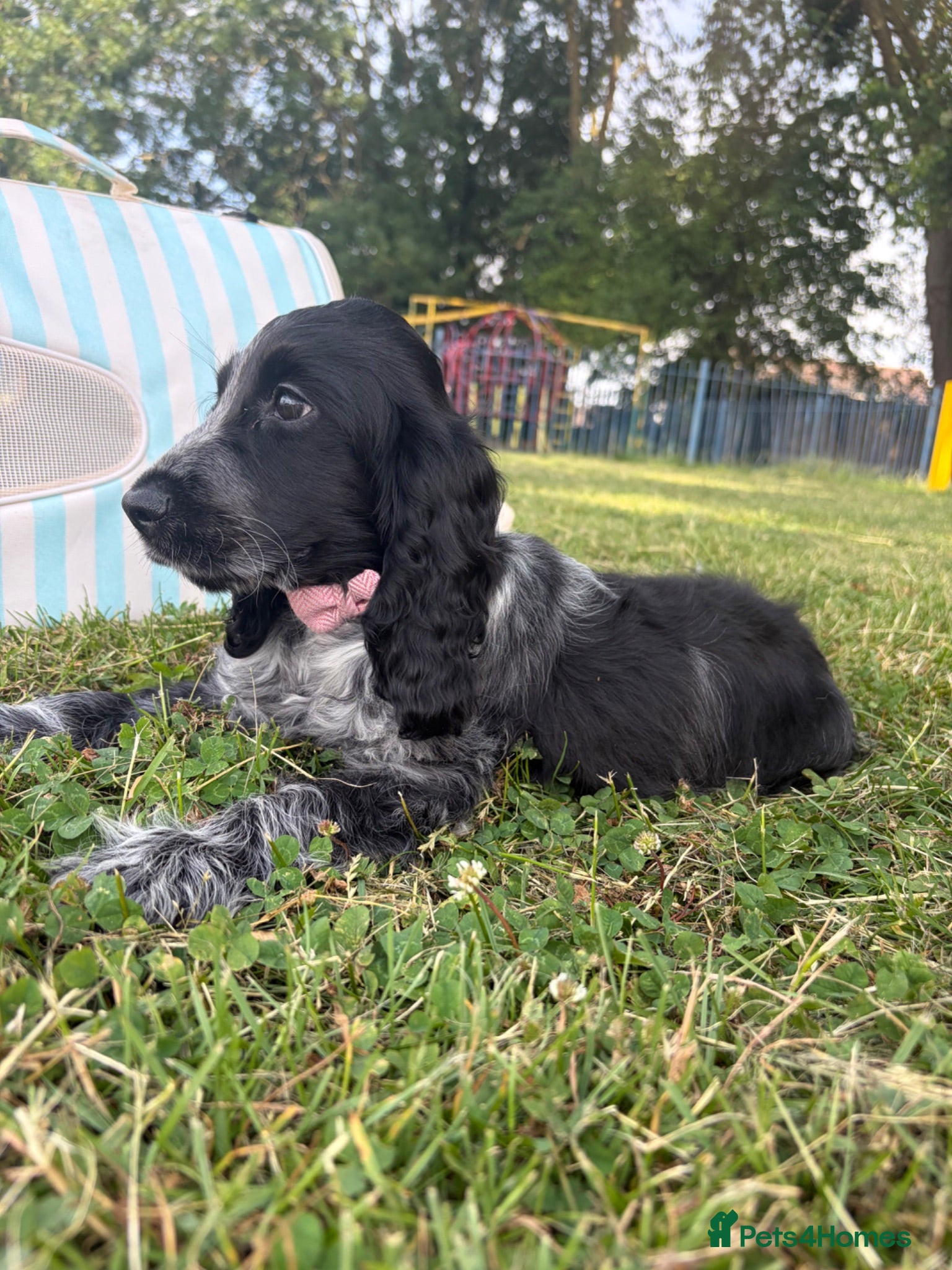 Cocker Spaniel dogs Show blue Roan cocker  - Advert 17