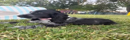 Cocker Spaniel dogs for sale: Show blue Rome cocker  - Advert 5