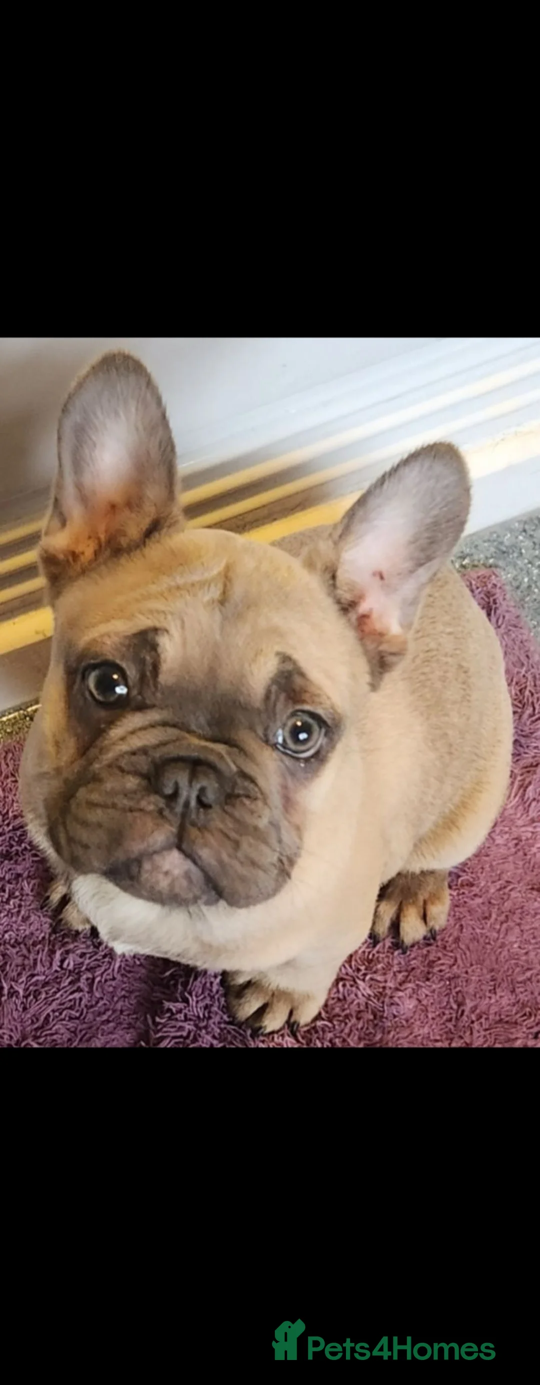 French Bulldog dogs for sale: Lovely boy french bulldog  in Walsall - Advert 2
