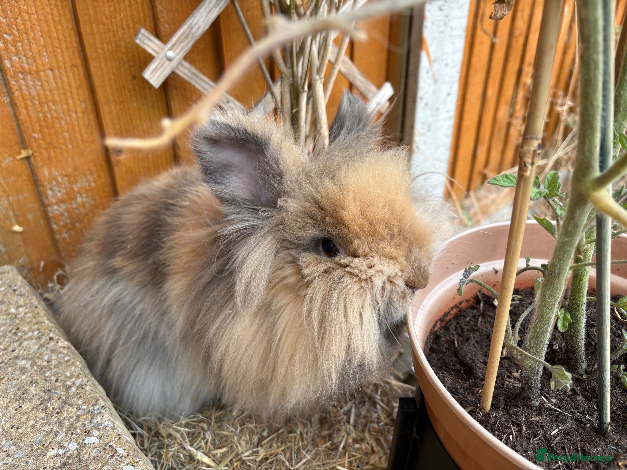 Lionhead rabbits Female Rabbit 9 months old lionhead - Advert 11