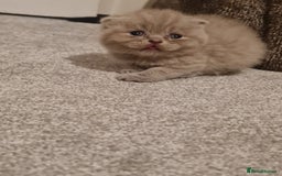 British Shorthair cats for sale: British shorthair  - Image 3