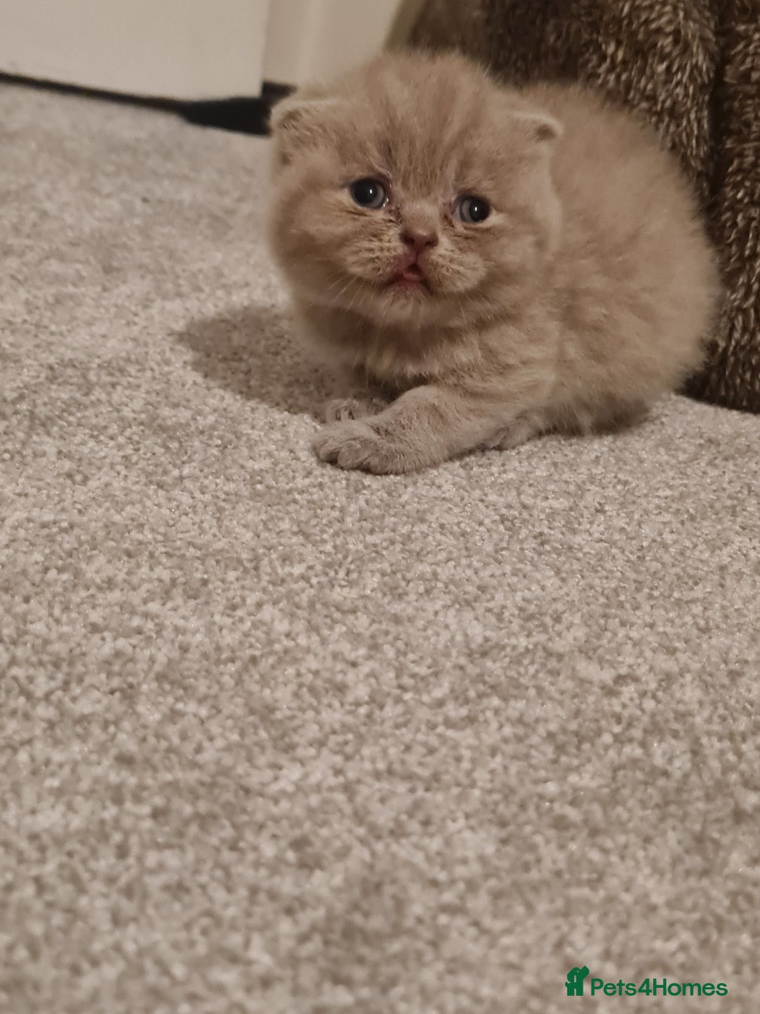 British Shorthair cats for sale: British shorthair  - Image 3