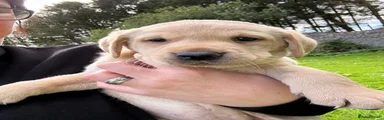 Labrador Retriever 4