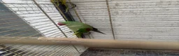 Parrots birds for sale: Alexandria breeding prayer - Advert 5