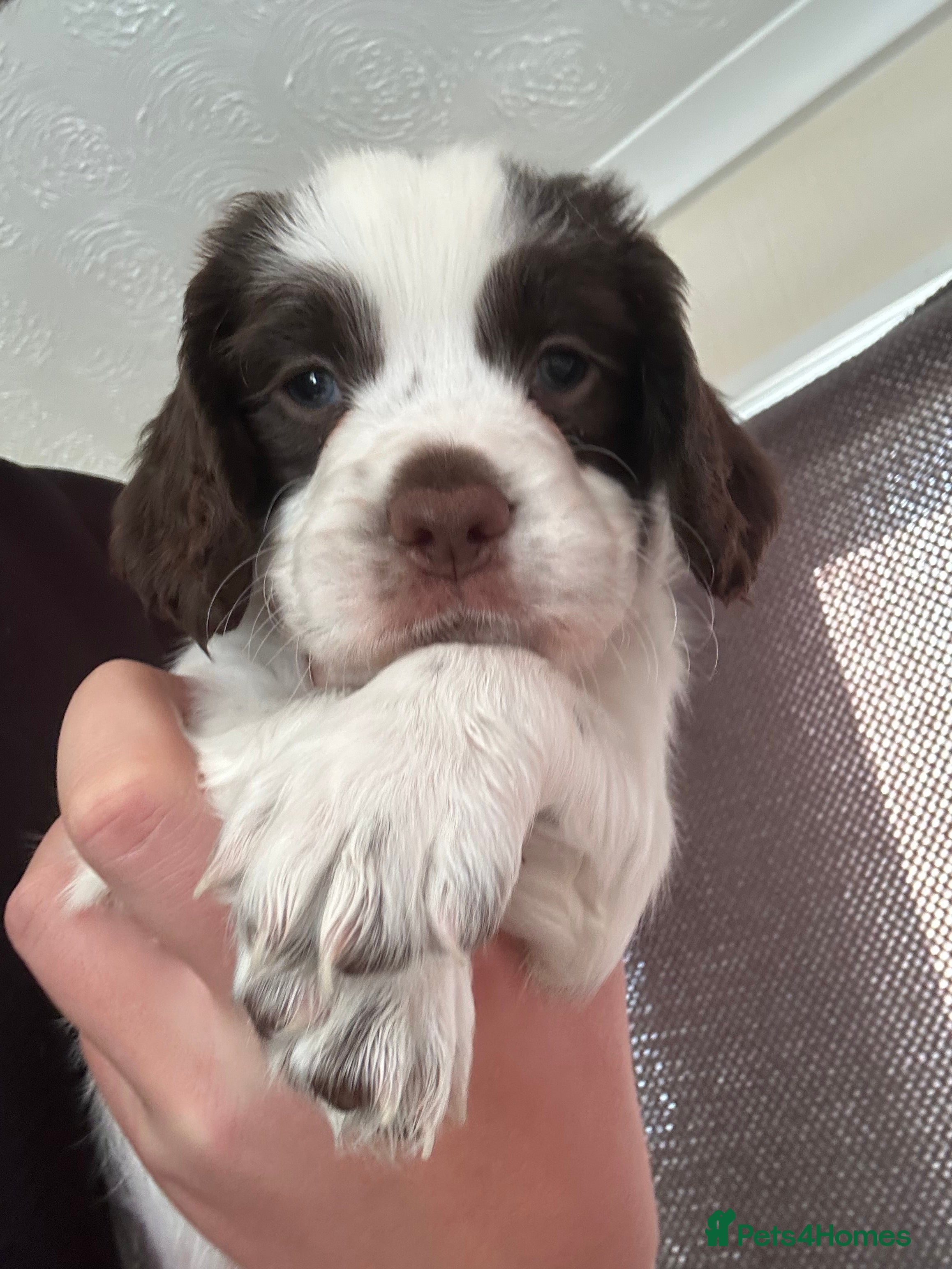 Mixed Breed dogs Cindy Lou’s beautiful puppies - Advert 2