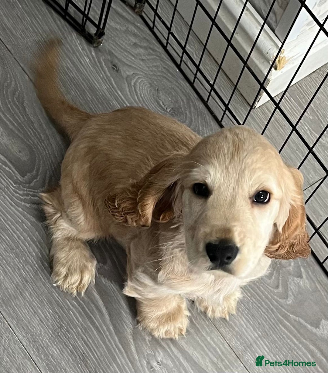 Cocker Spaniel dogs for sale: Cocker spaniel  - Advert 6