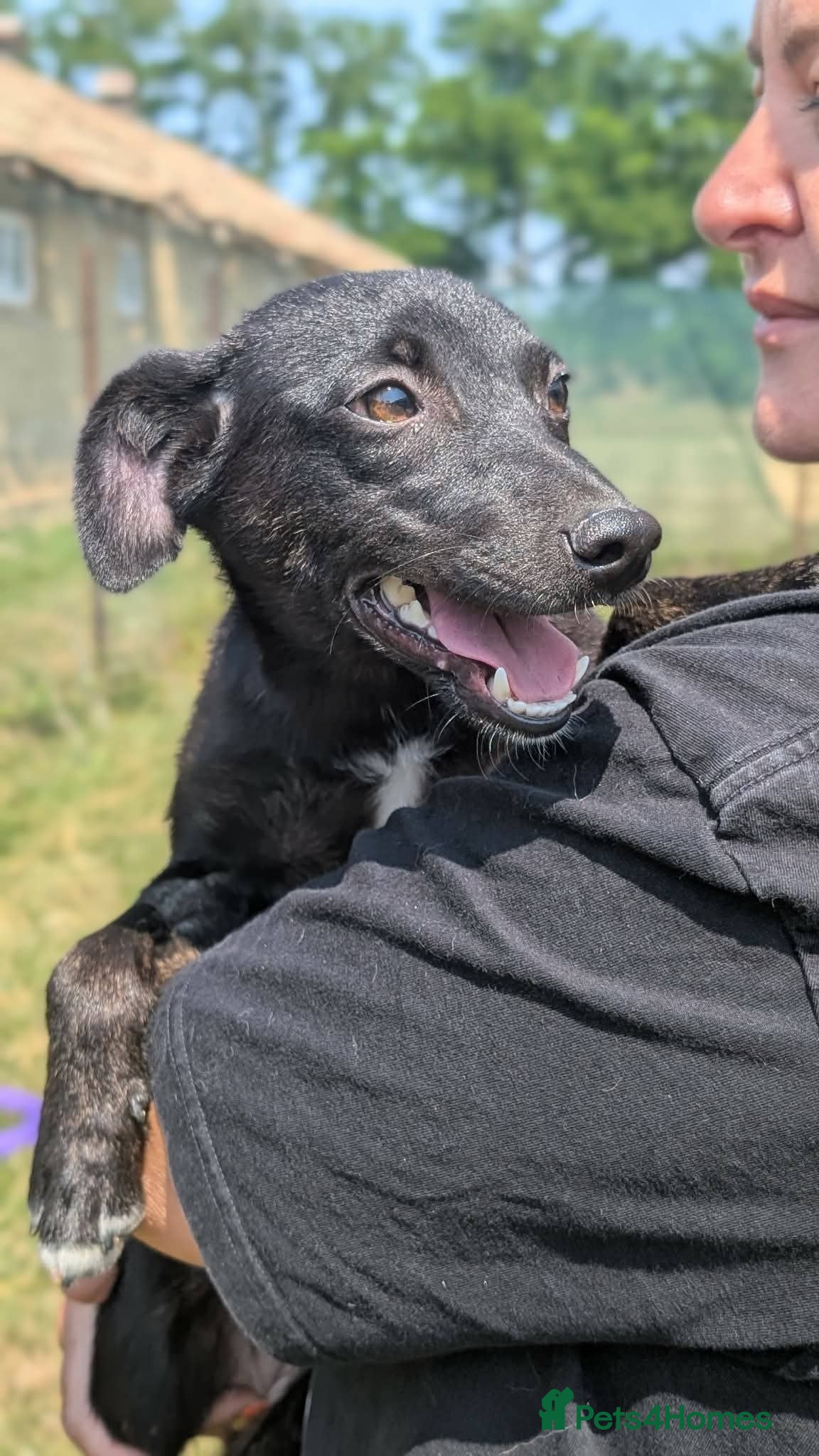 Mixed Breed dogs Violet for adoption - Advert 2