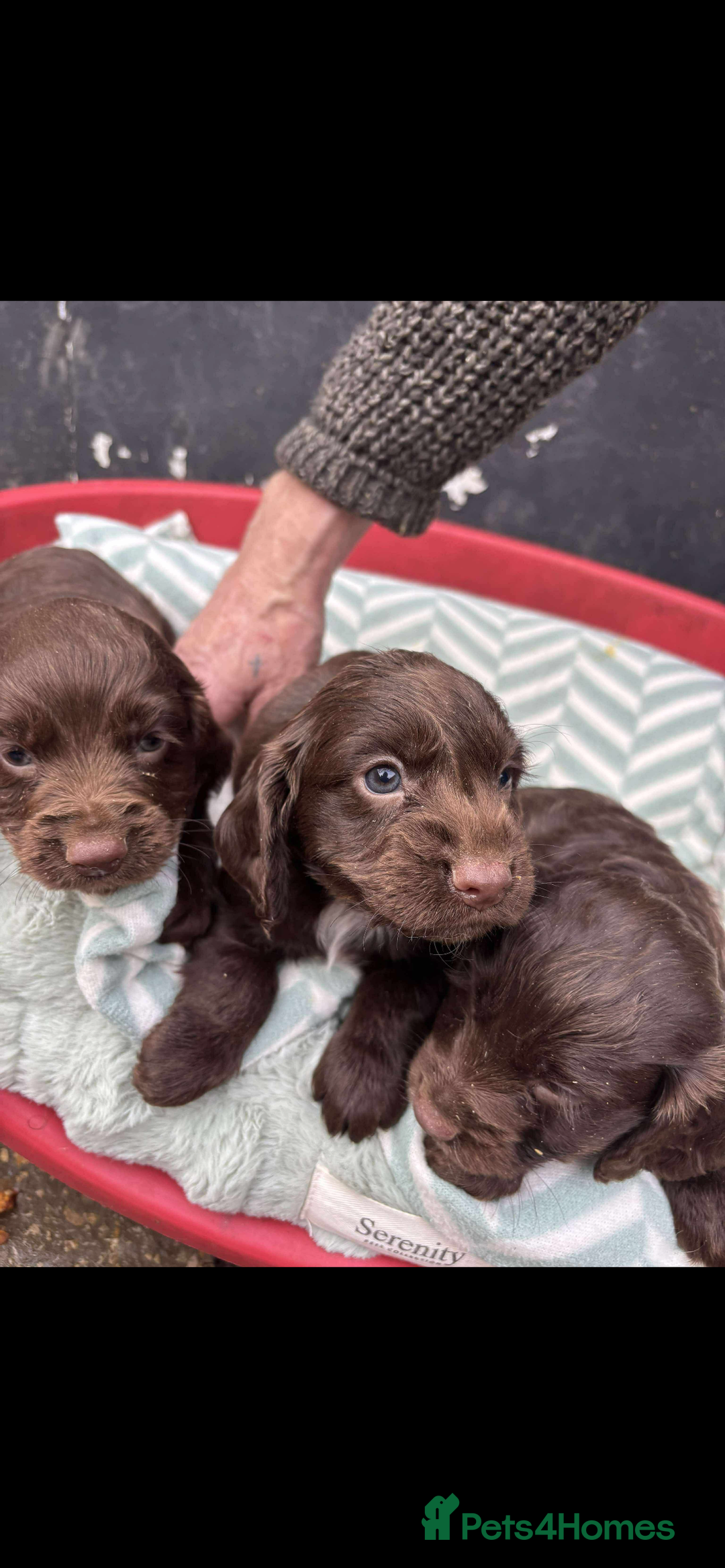 Sprocker dogs for sale: Beautiful Sprocker puppies for sale  - Image 12