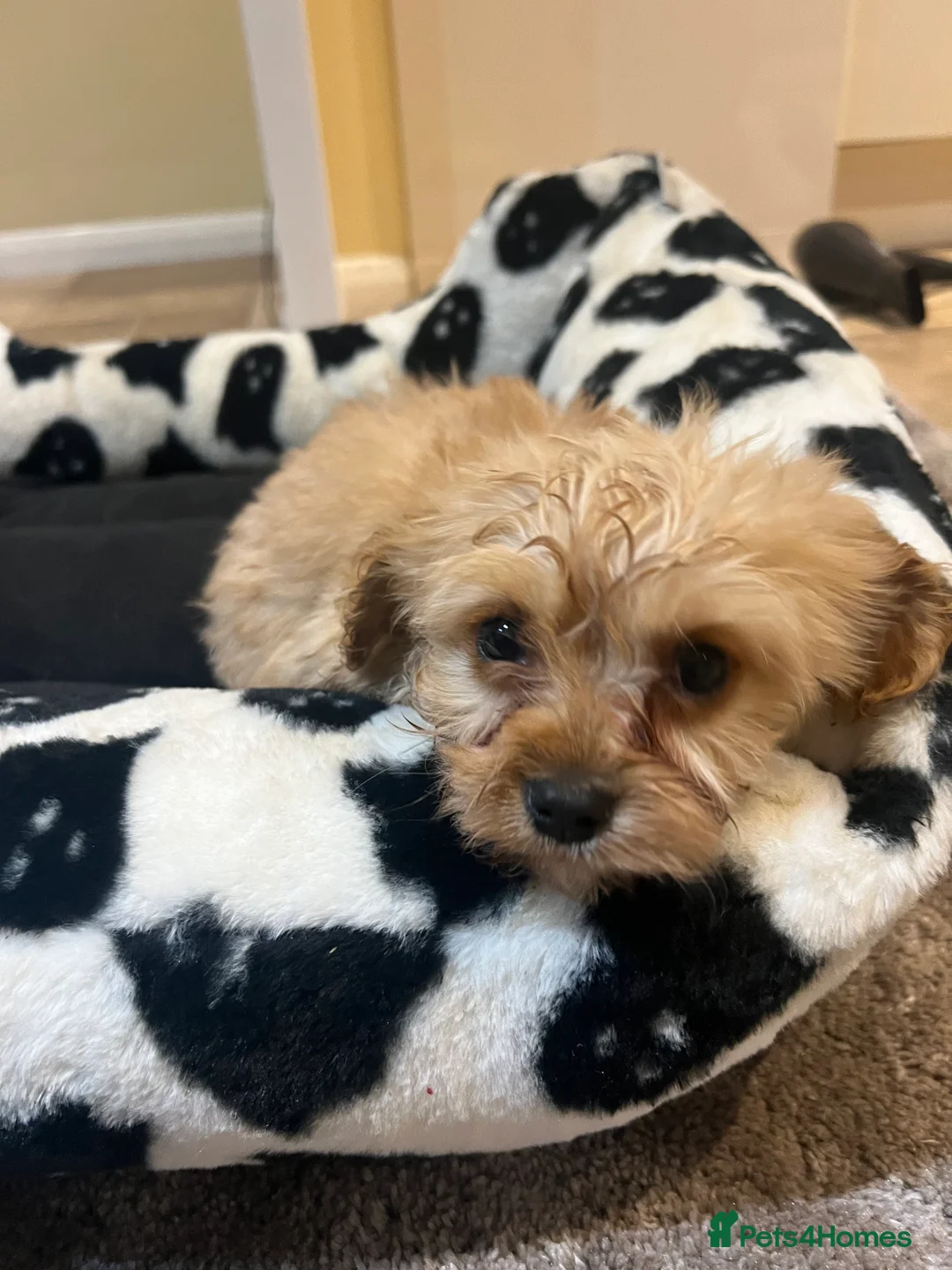 Cavapoo dogs for sale: Cavapoos 1 boy 1 girl fully vaccinated  in Gloucester - Advert 2