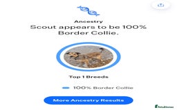 Border Collie dogs for stud: Sable Border Collie for Stud - Image 5