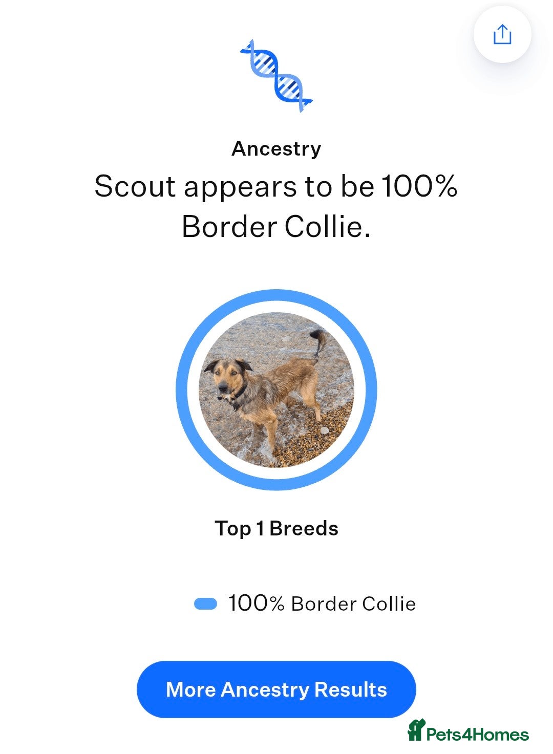 Border Collie dogs for stud: Sable Border Collie for Stud - Image 5