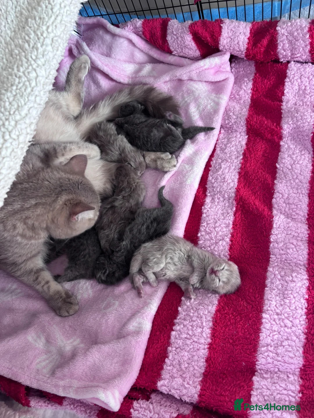 British Shorthair cats for sale: British shorthair cream /lilac /greys  - Advert 2