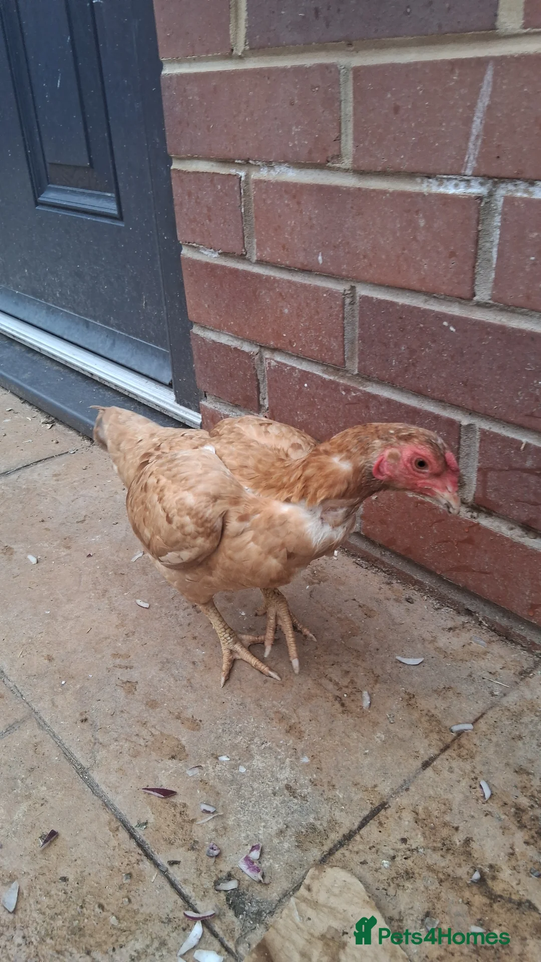 Chickens poultry for sale: Aseel chicken & Leghorn both female & chicken coop - Advert 2