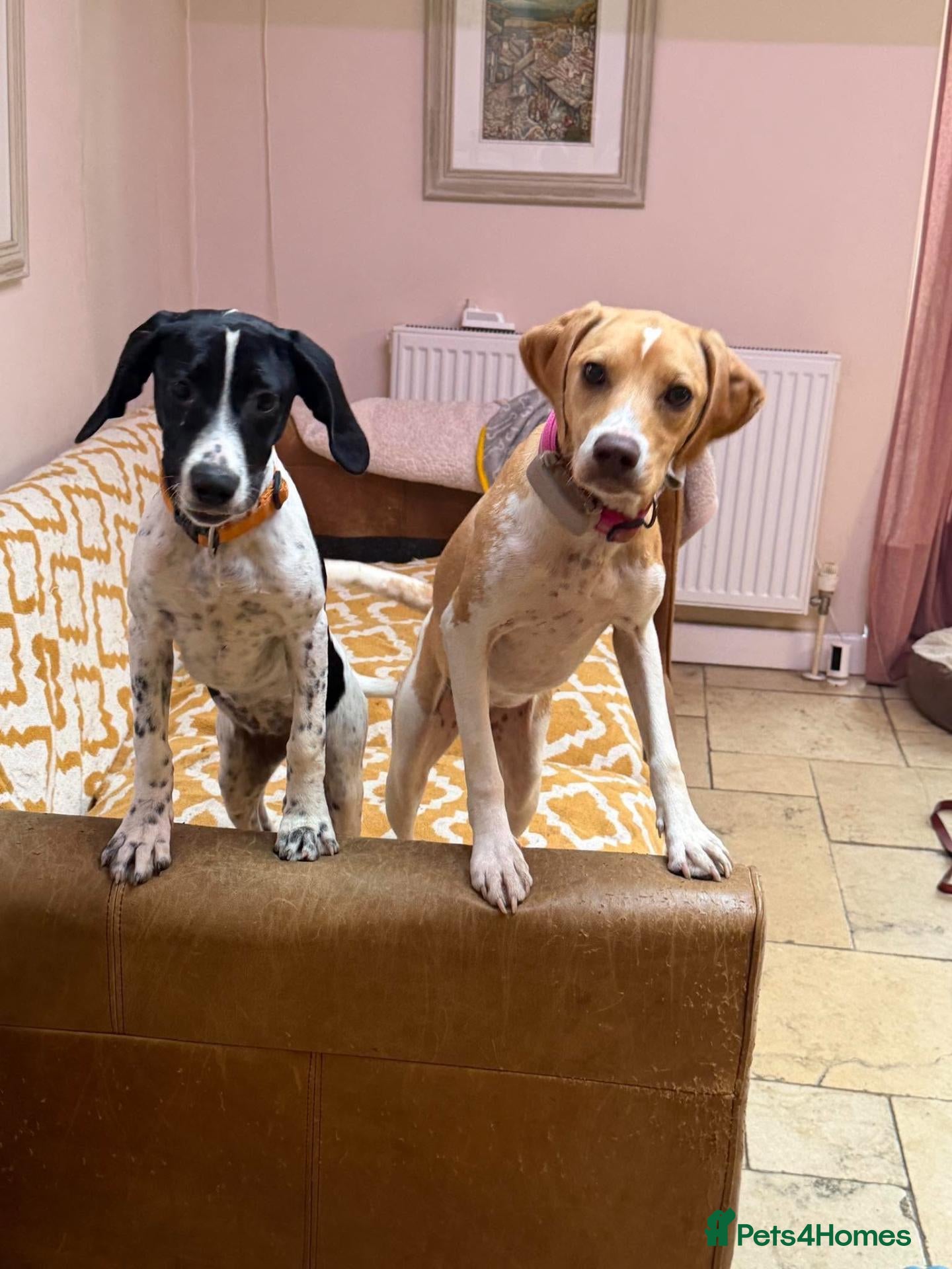 Mixed Breed dogs Gretchen is ready to steal your heart - Advert 2