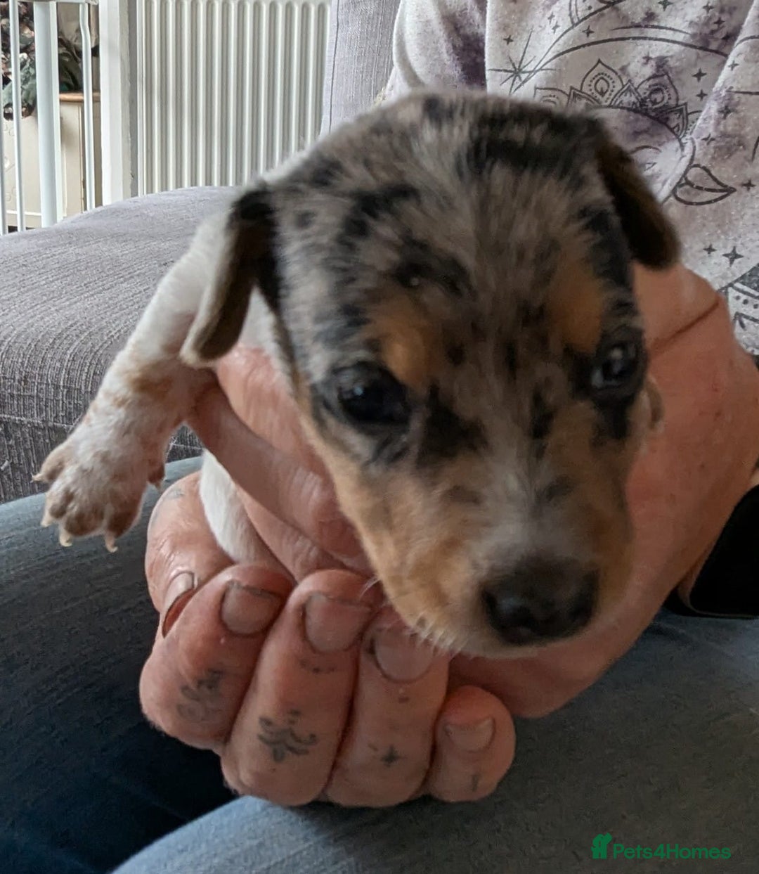 Mixed Breed dogs for sale: 6 stunning jackshund puppies ready to leave now - Image 13