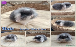 Mini Lop rabbits for sale: Adorable mini lop baby rabbits  - Image 6