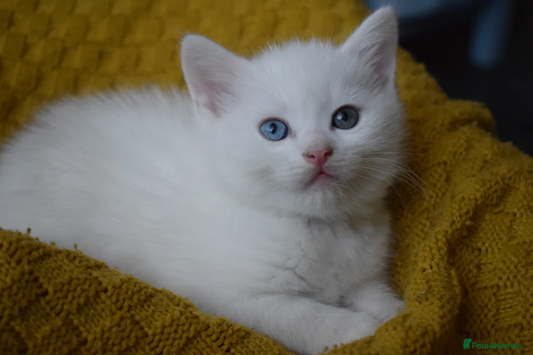 Mixed Breed cats for sale: Rare Odd Eye Mixed Breed Kitten for sale - Advert 14