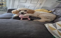 Miniature Poodle dogs for sale: Mini poodle  - Image 4