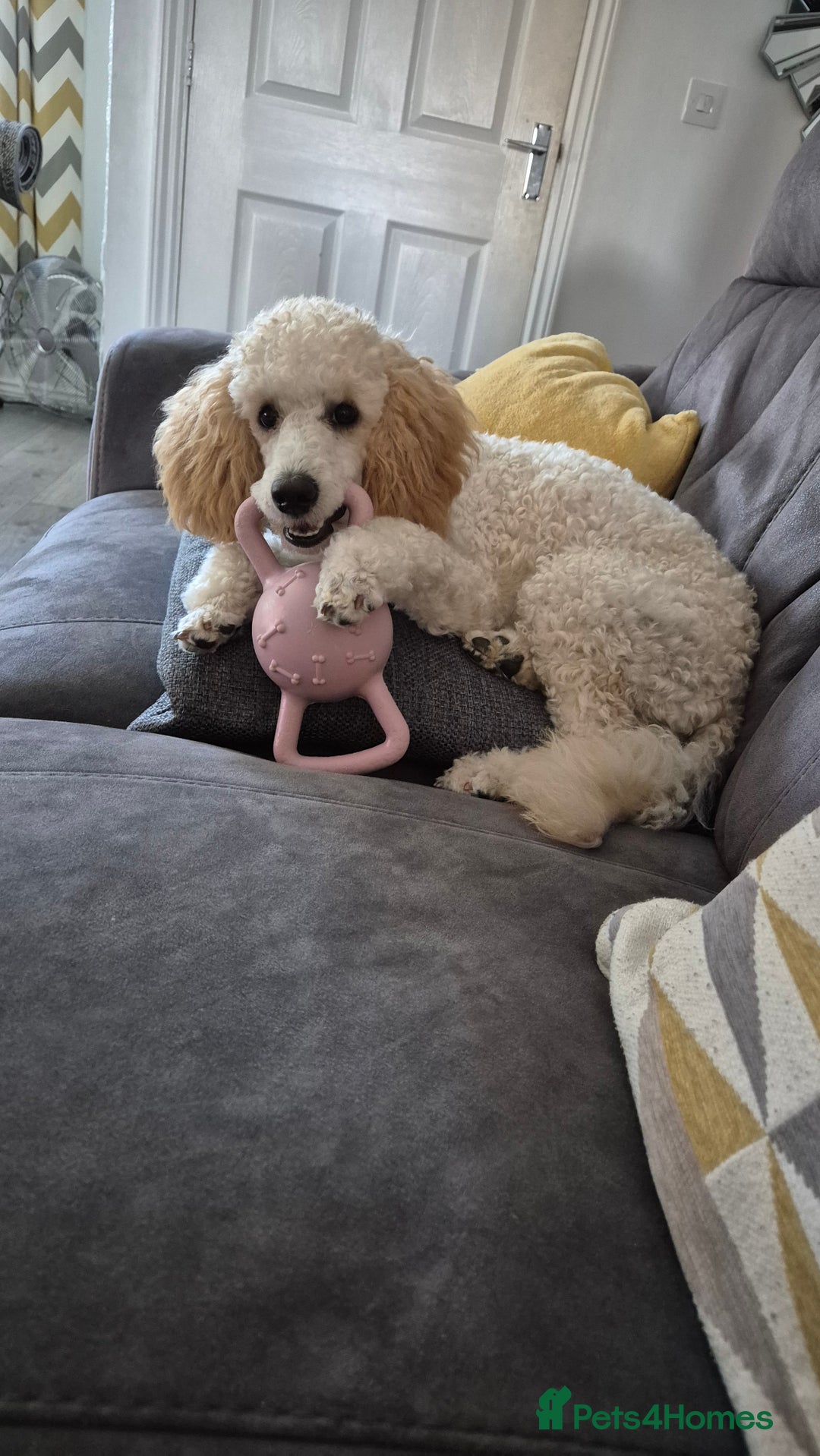 Miniature Poodle dogs for sale: Mini poodle  - Image 4