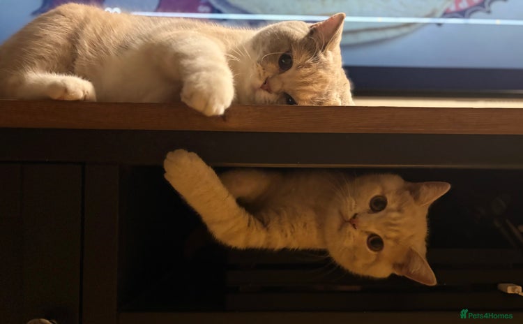 British Shorthair cats in Abergavenny - Advert 3