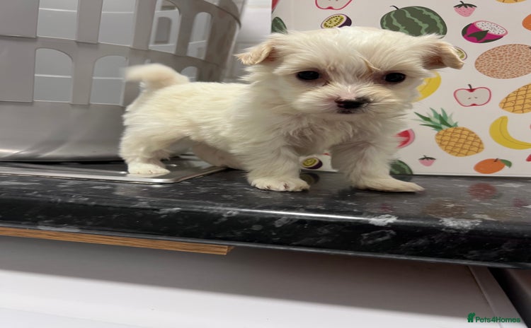 Poochon dogs Bichon and poodle mini  - Advert 1